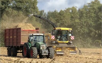 Maisstroh – eine Alternative zu Silomais?